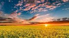 Купуємо: Постїйно Ріпак та Сою 