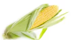 Продам зерновые( кукуруза,пшеница)