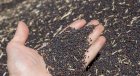 Продам ріпак БЕЗ ГМО 75т, Івано-Франківська обл