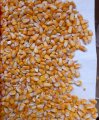 Продам кукурузу фуражную 25000 т