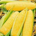 Зерно кукурудзи "Дніпровська 181"