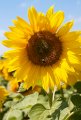 Продам насіння соняшника ЦС Цорба від Заатбау