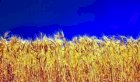 Компанія здійснює закупівлю пшениці 