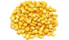 Закупаю Кукурудзу дорого по всій Україні 