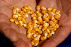 Куплю кукурузу ДОРОГО по всей Украине 