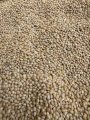 Yellow Millet for Sale | Wholesale Millet from Ukraine 