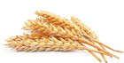 Продам пшеницю 3 клас 300 тонн, Полтавська обл, Орлик