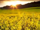Наша компанія пропонує постійно закупівлю Ріпаку (Вся Україн