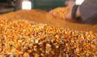 Господарство реалізує кукурудзу якість ГОСТ
