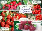 Якісні саджанці полуниці, розсада клубники свіжокопана