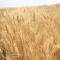 Куплю пшеницю у Львівській області