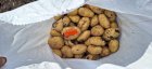 Продам картофель с поля