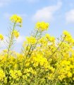 Ріпак купуємо дорого