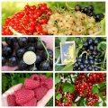 Саджанці червоної смородини, чорної смородини, білої, маліна