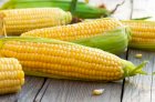 Продам кукурудзу 1300 тонн, Житомирська обл, Дворище
