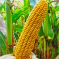 Закуповуємо  кукурудзу Ізмаіл 6500 