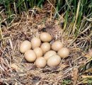 Інкубаційні яйця декоративних та мисливських фазанів