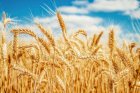  Оптом закупаем С/Х продукцию- Пшеница,Соя,Семечка,Кукуруза.