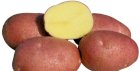 Насіннєва картопля сорт Беллароза 1  репродукція