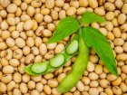 Куплю зернові масляні бобові культури 