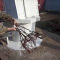 Однорічні саджанці винограду