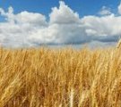 Купуэмо пшеницю фуражну в Одесі з пдв та без ПДВ