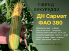Насіння кукурудза ДН Сармат ФАО 380 гібрид