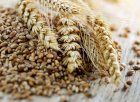 Закуповлюємо пшеницю фуражну за готівку. Доставка або самови