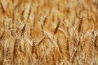 Пшениця озима ПАЛЯНИЦЯ, насіння озимої пшениці 