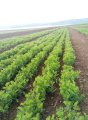 Семена красной чечевицы