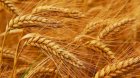 Компания закупает Пшеницу 2кл, 3кл, Фураж