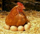 імпортні інкубаційні яйця РедБро