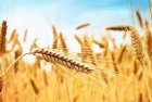 Закуповуємо пшеницю тверду