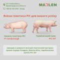 ремонтні свинки і кнурці генетики PIC