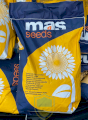 Mac 86.ОЛ Маїсадур (Класична), насіння соняшника Mas 86.OL M