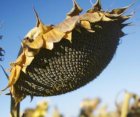 Продам насіння соняшника із кислотністю