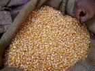 Продам кукурудзу 1100 т, Чернігівська обл, Прилуки