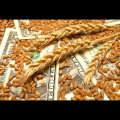 Закупаем проблемные зерновые по всем регионам Украины 