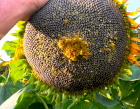 Насіння соняшника гібрід | ОБРІОН