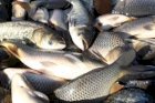 Продається жива риба малька 