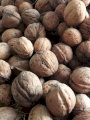Продам грецкий орех этого года новый   19 грн кг Запорожье 