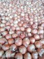 Продам цибцлю 