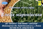 Насіння ярої пшениці Елегія миронівська (БН, еліта)
