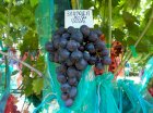 Продаж свіжого винограду столових сортів