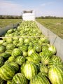 Продам Херсонський кавун з поля.