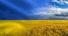 Купуємо постійно у виробників пшеницю 2,3, класу
