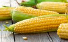 Продам кукурудзу 400 тонн, Тернопілька обл, Раштівці