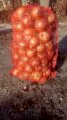Продам цибулю 