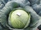 Продам капусту белокачанную сорт Центурион