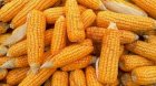 Пшеницю та Кукурудзу